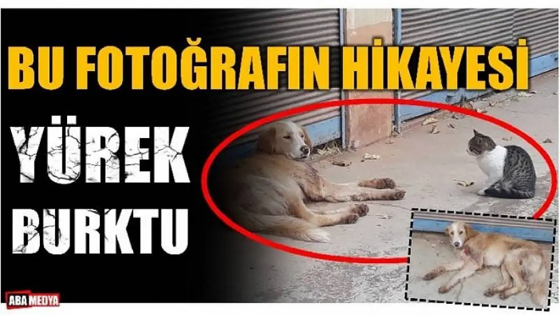 BU FOTOĞRAF YÜREK BURKTU