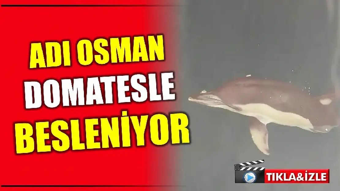 Bu yunus domatesle besleniyor