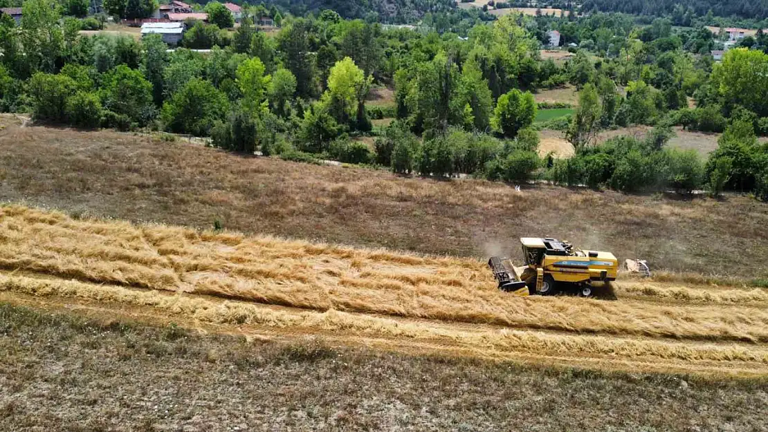 Buğdayın atası 'siyez'de hasat dönemi başladı