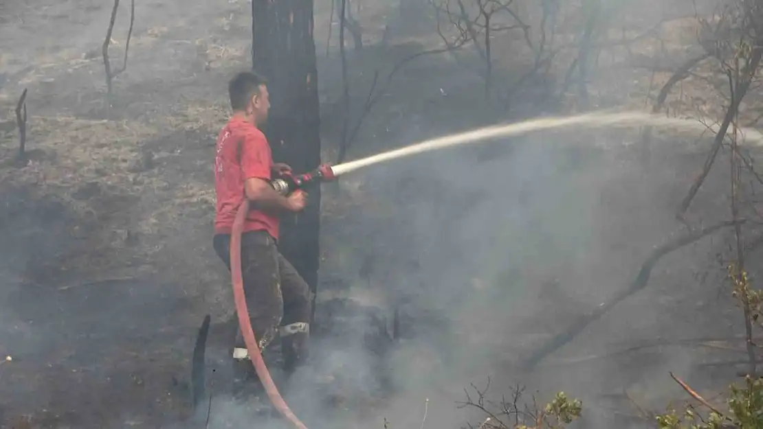 Orman yangını arıları telef etti