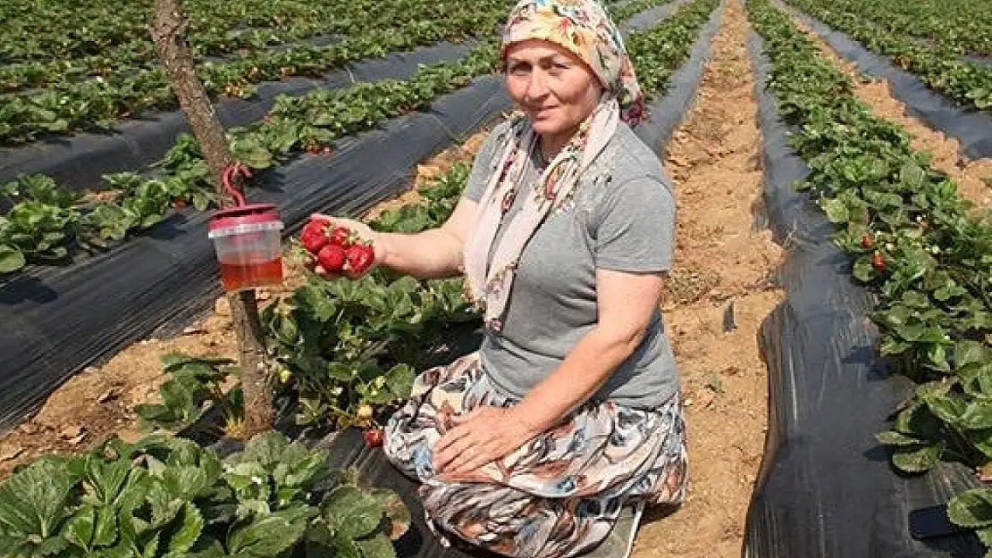 Sirke sineği zararlısıyla tuzakla mücadele