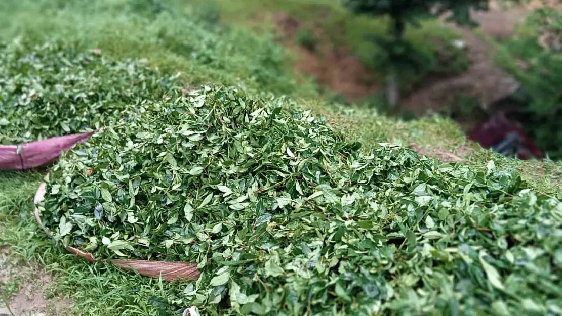 Çay toplamaya gidenleri taşıyan kamyonet şarampole uçtu: 3 yaralı