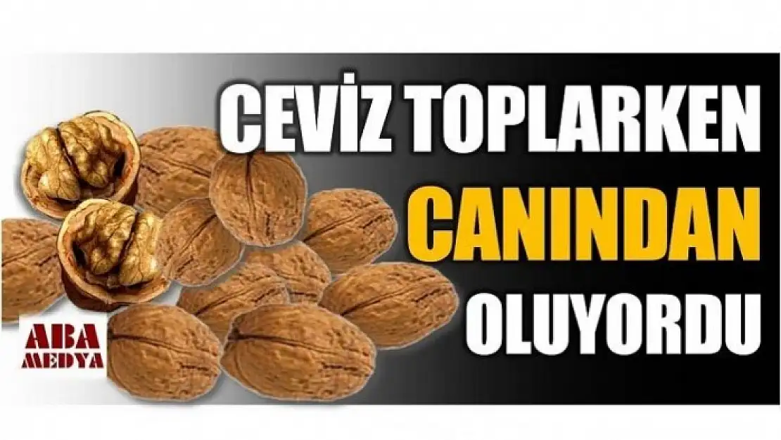 CEVİZ TOPLARKEN CANINDAN OLUYORDU