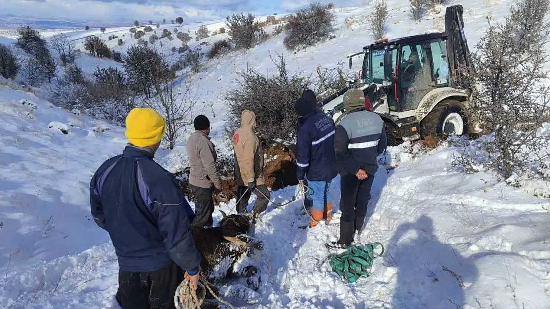 Dağda mahsur kalan hayvanlar kurtarıldı