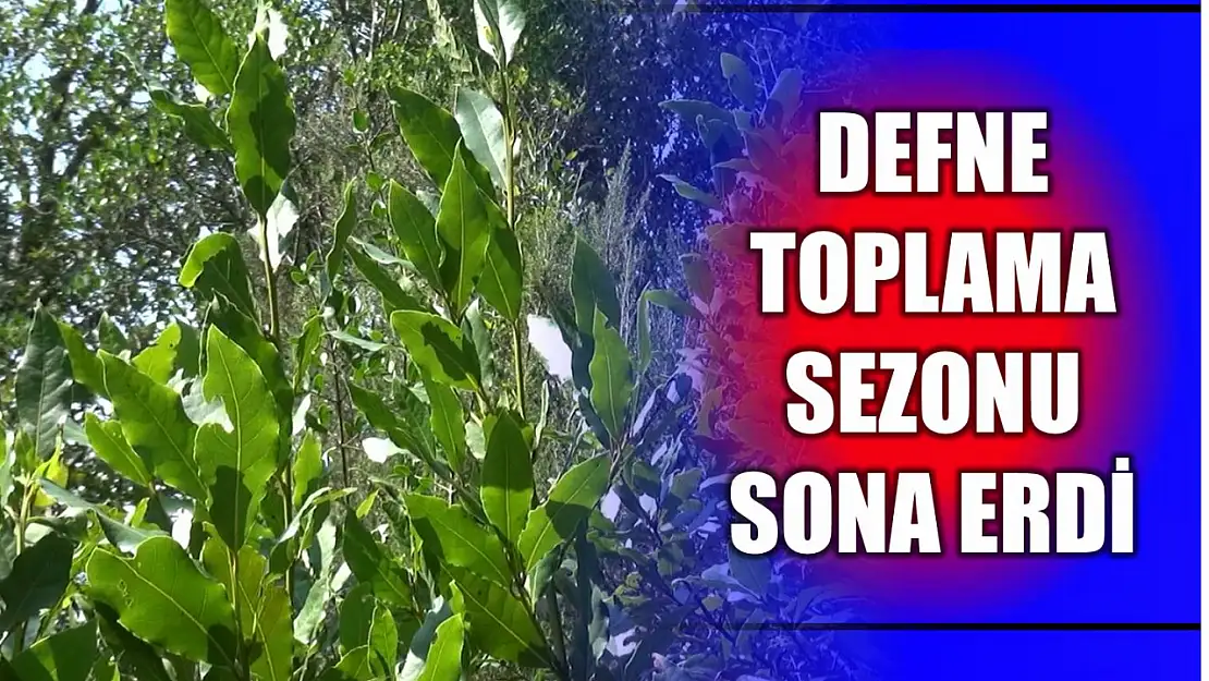 Defne toplama sezonu sona erdi