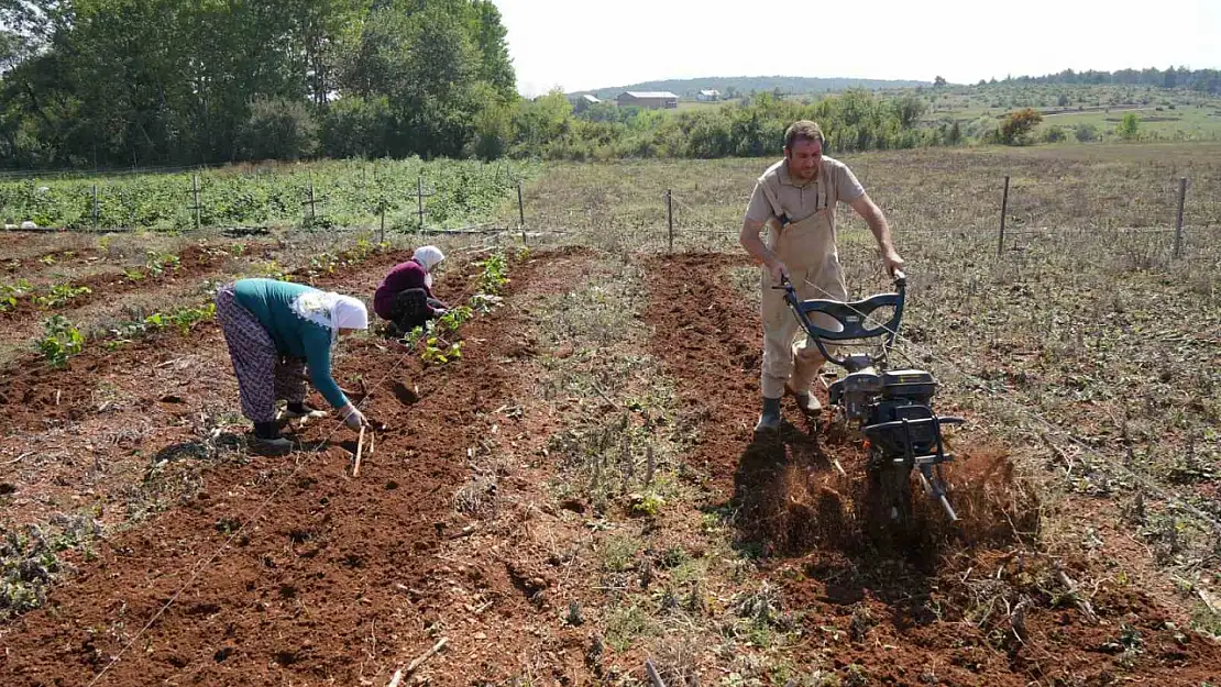 Deneme amaçlı böğürtlen dikti, şimdi siparişlere yetişemiyor