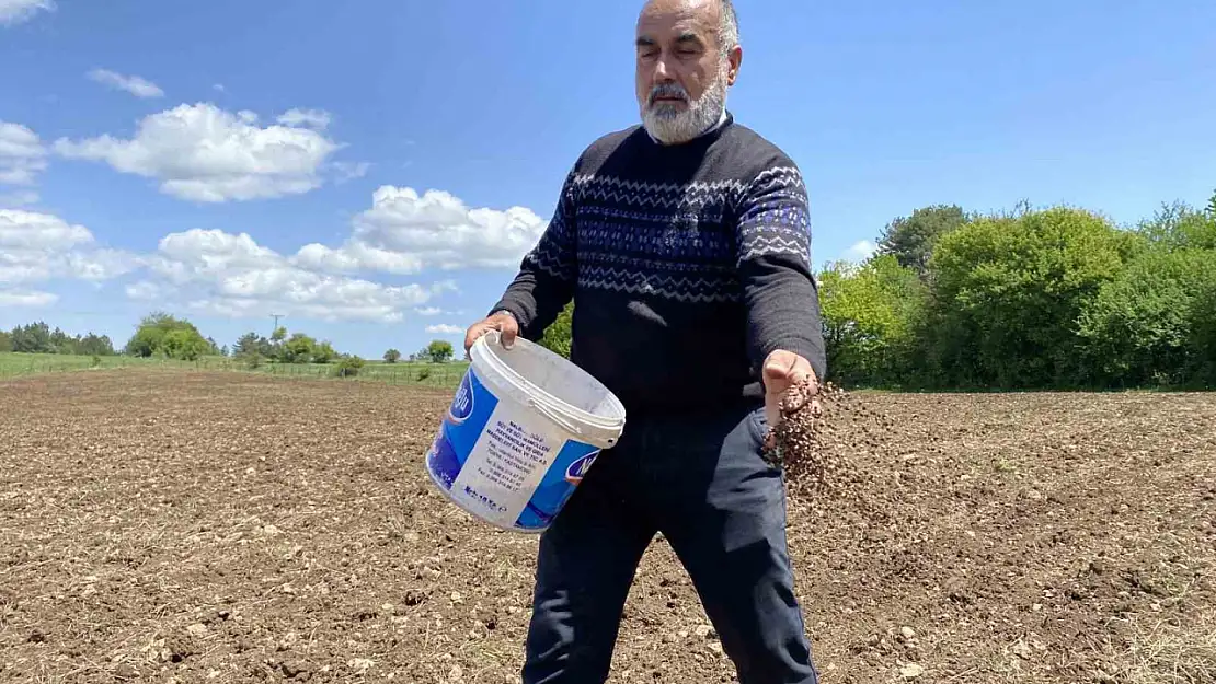 Denemek için karabuğday ektiler, çölyak hastalarından gelen taleplere yetişemez hale geldiler