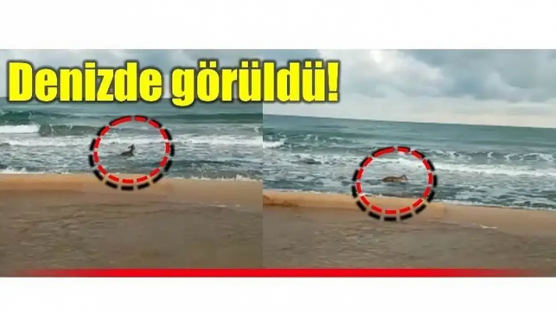 DENİZDE GÖRÜLDÜ!