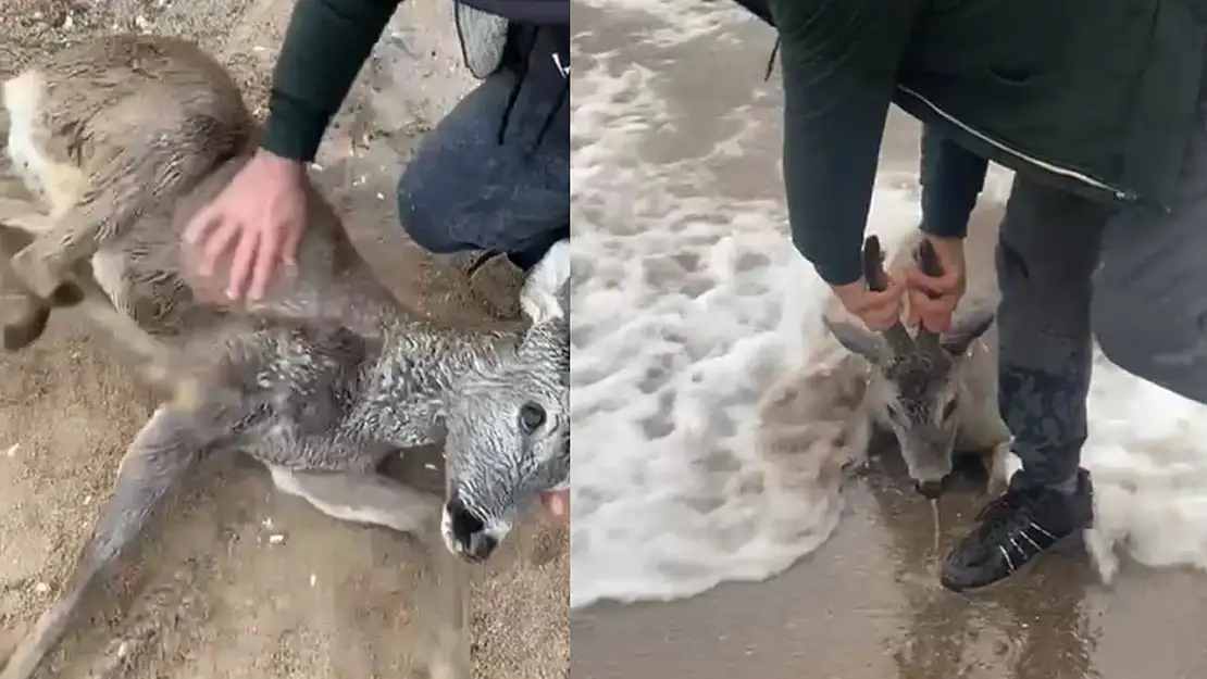 Denize düşen karacayı vatandaşlar kurtardı