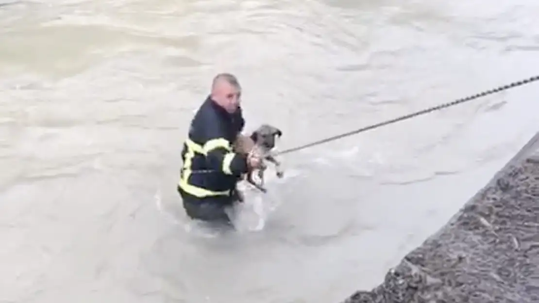 Dereye düşen köpeği boğulmaktan itfaiye ekipleri kurtardı