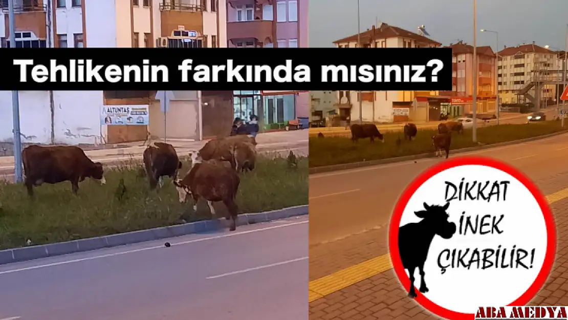 Dikkat inek çıkabilir