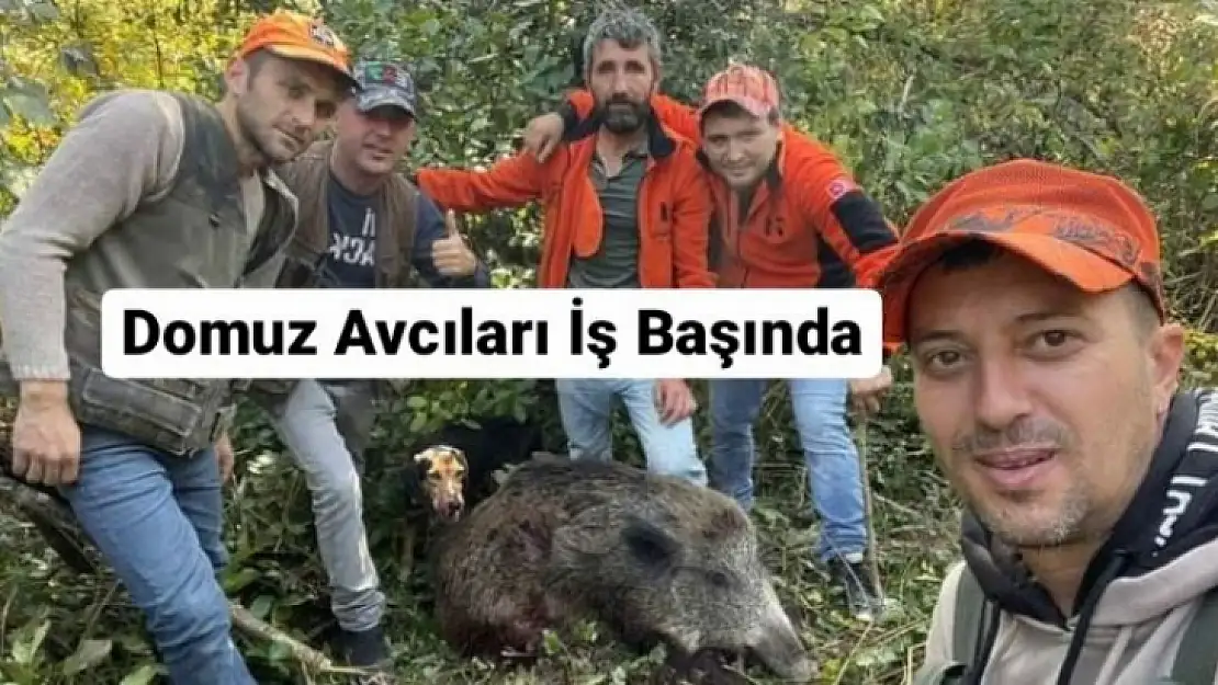 Domuz Avcıları Çiftçilerin Yüzünü Güldürüyor