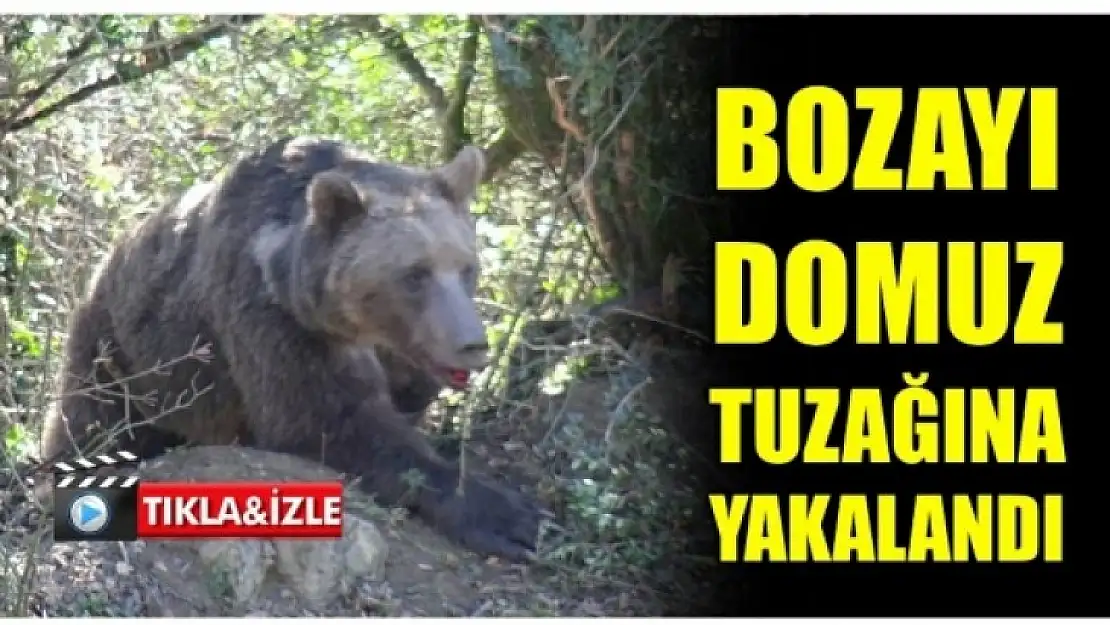 Domuz tuzağına yakalanan ayı kurtarıldı