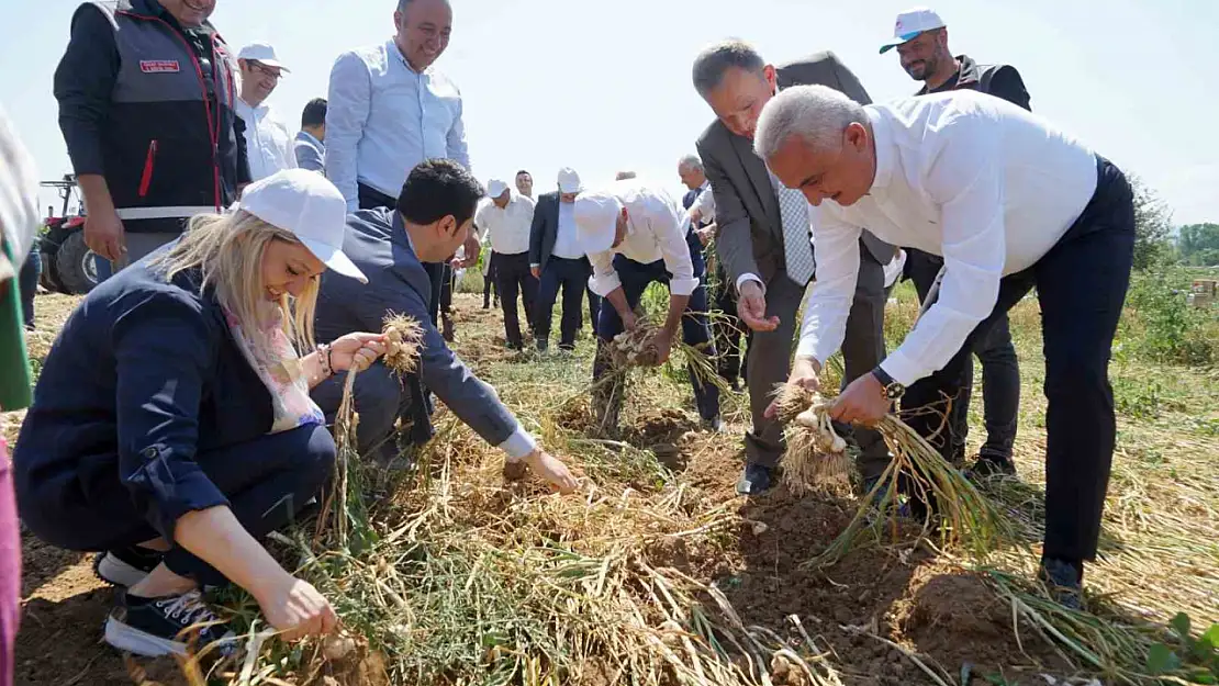 Dünyaca ünlü Taşköprü sarımsağının hasadı devam ediyor