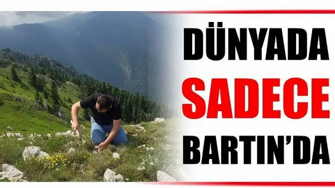 DÜNYADA SADECE BARTIN'DA VAR...