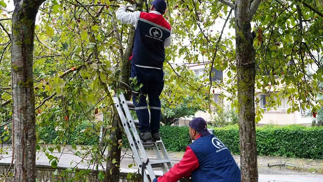 Düzce'de çevre düzenlemesi sürüyor