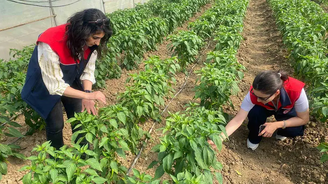 Düzce'de sebze üretimine destek