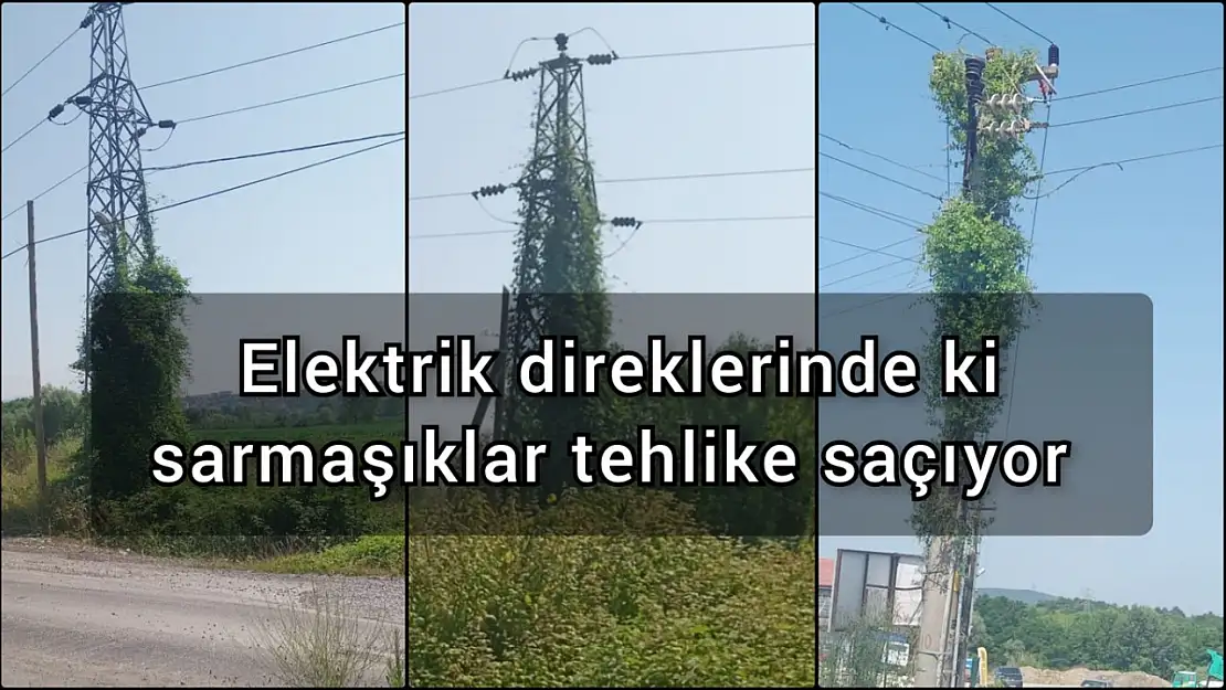 Elektrik direklerinde ki sarmaşıklar tehlike saçıyor