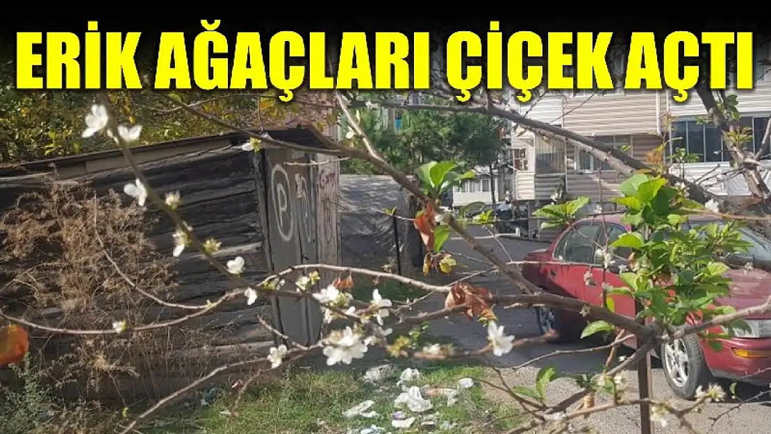 Erik ağacı Kasım'da çiçek açtı