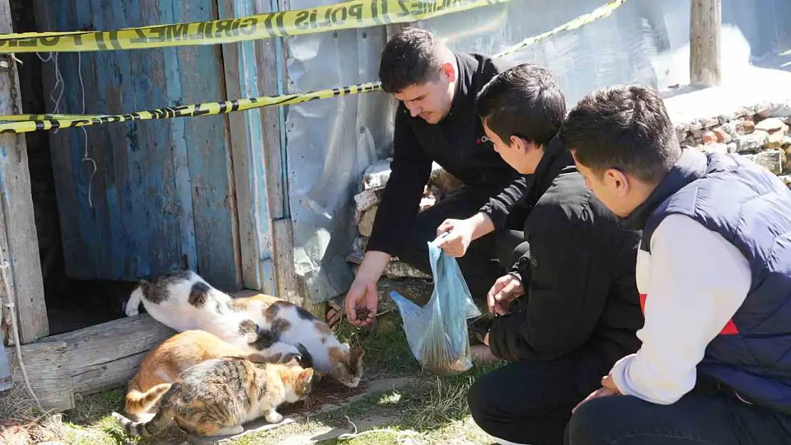 Evinde baygın halde bulundu, beslediği 36 kedisi sahipsiz kaldı