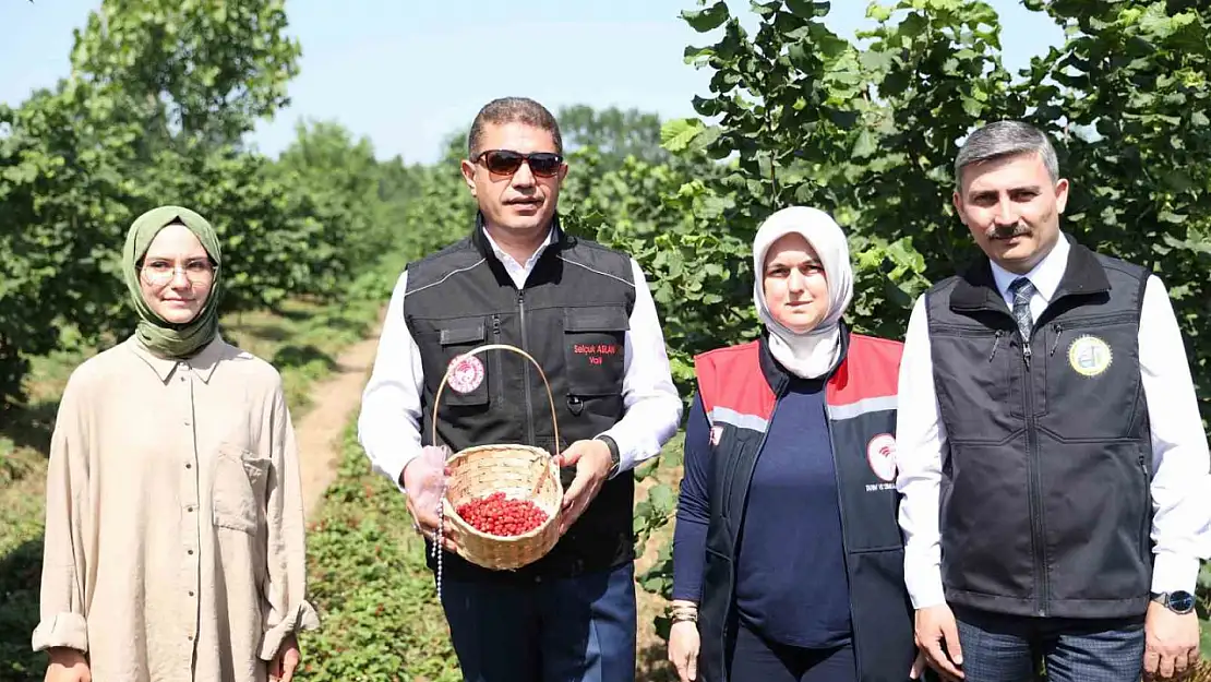 Fındığın yanında dağ çileği üretilecek