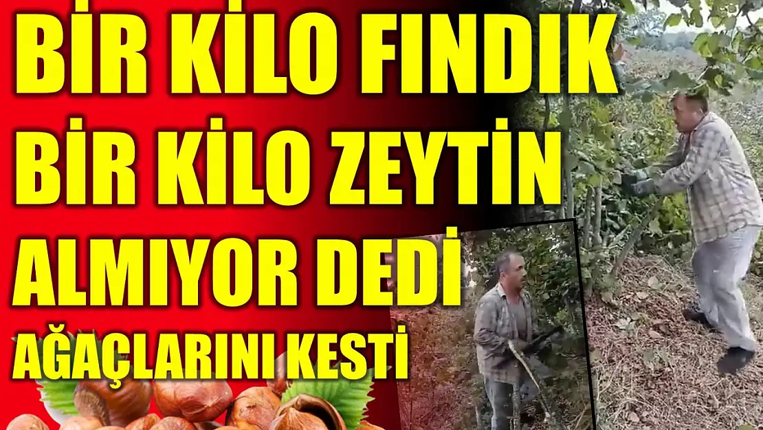 Fındık para etmiyor diyen çiftçi ağaçlarını kesti