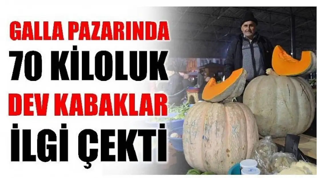 GALLA PAZARINDA DEV KABAKLAR İLGİ ÇEKTİ