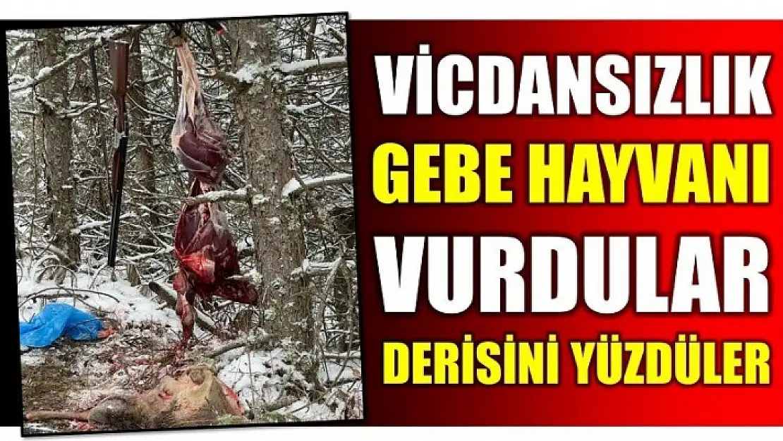 GEBE KARACAYI VURUP DERİSİNİ YÜZDÜLER