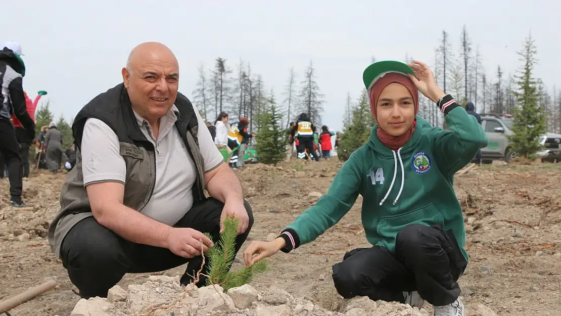 Yanan ormanlık alan küllerinden yeniden doğuyor