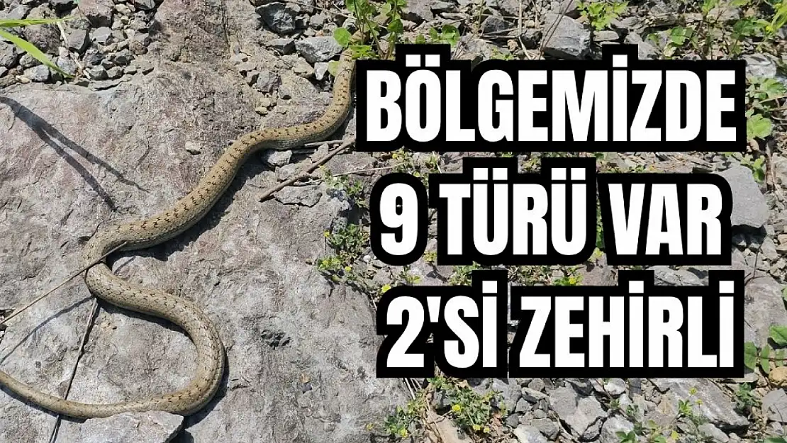 Görülmeye başlandılar