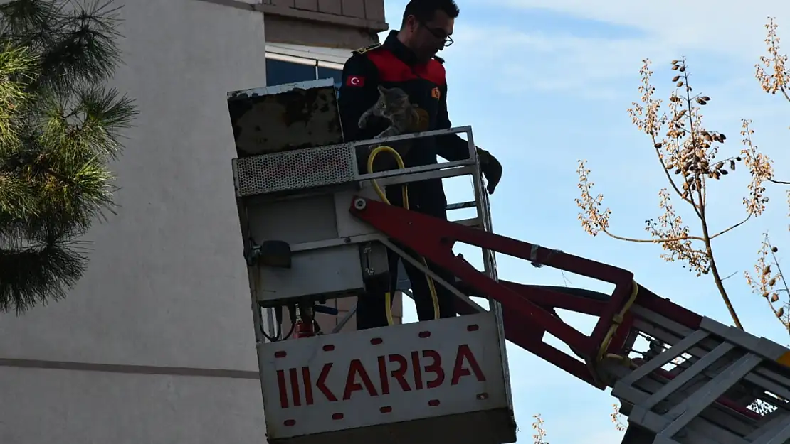 Günlerdir ağaçta mahsur kalan kedi, itfaiyenin çalışmasıyla kurtarıldı