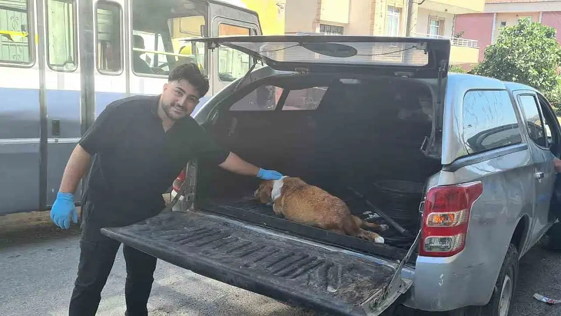 Hamile köpeği tanımadıkları evin önüne terk edip kaçtılar