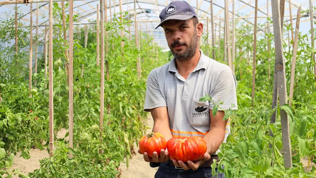 Hasatta hedef 5 tonun üzerinde