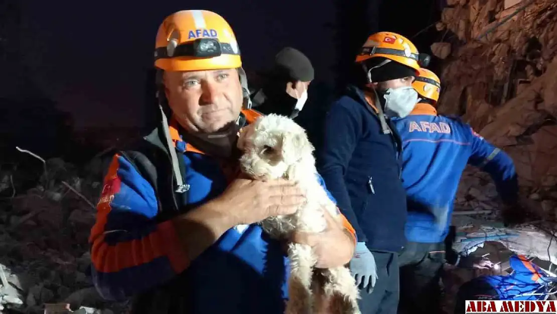 Hatay'da 25 gün sonra bir köpek enkaz altından sağ kurtarıldı