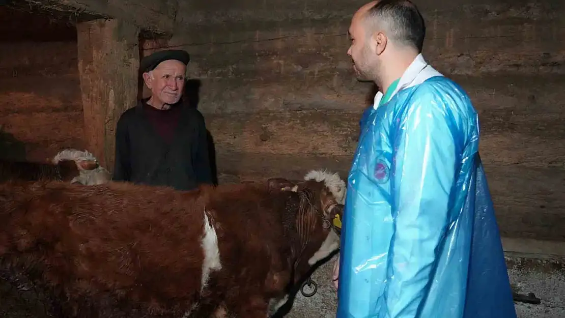 Hayvan yetiştiricileri için önemli araştırma: Havalandırılmayan ahır hem verimi düşürüyor hem de hastalıklara yol açıyor