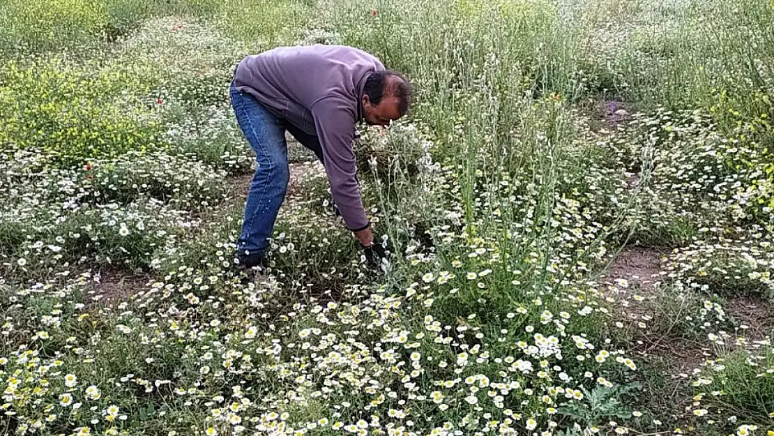 Papatya köylülerin geçim kaynağı haline geldi