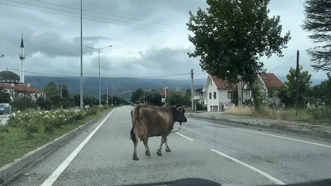 İnek araçlara aldırış etmeden trafiği tehlikeye soktu