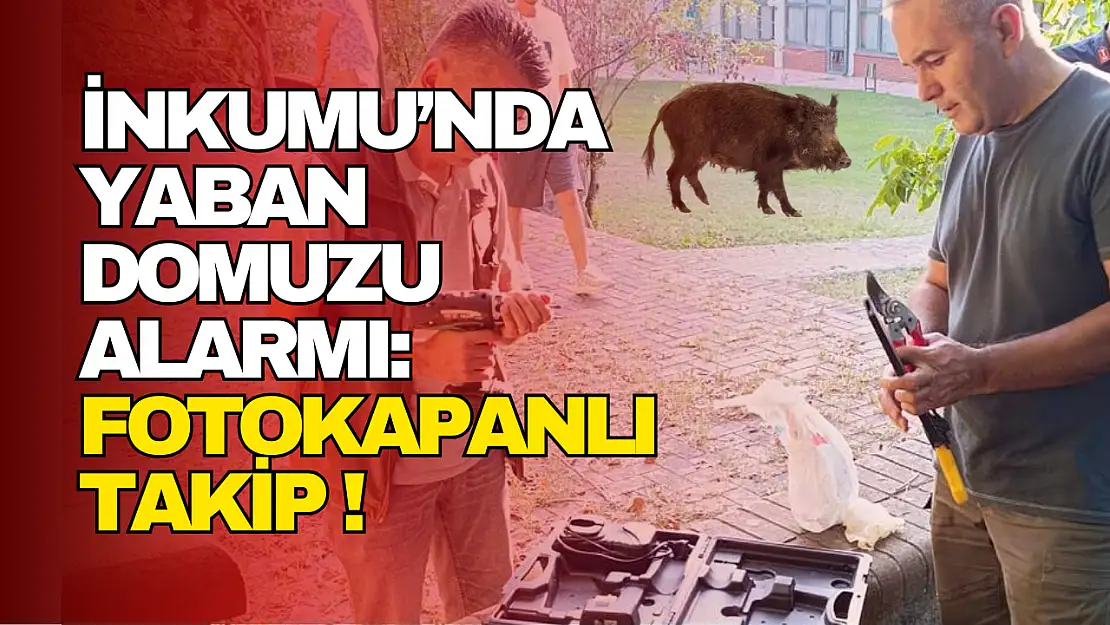 İnkumu'nda Yaban Domuzu Alarmı