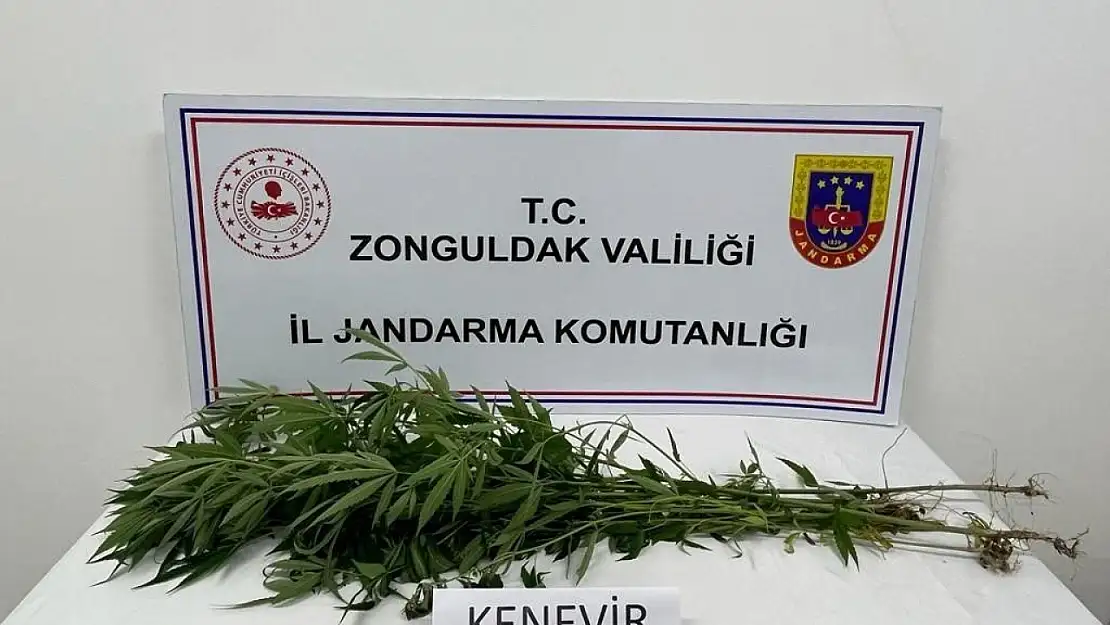 Jandarma bir evde kenevir bitkisi ele geçirdi