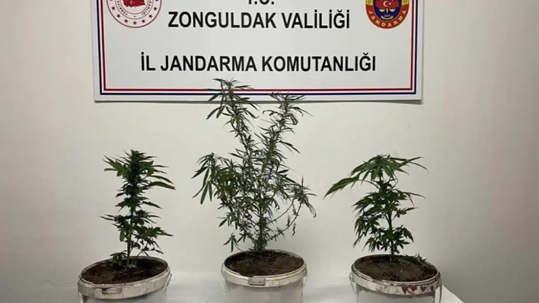 Jandarmanın arama yaptığı evde hint keneviri ele geçirildi