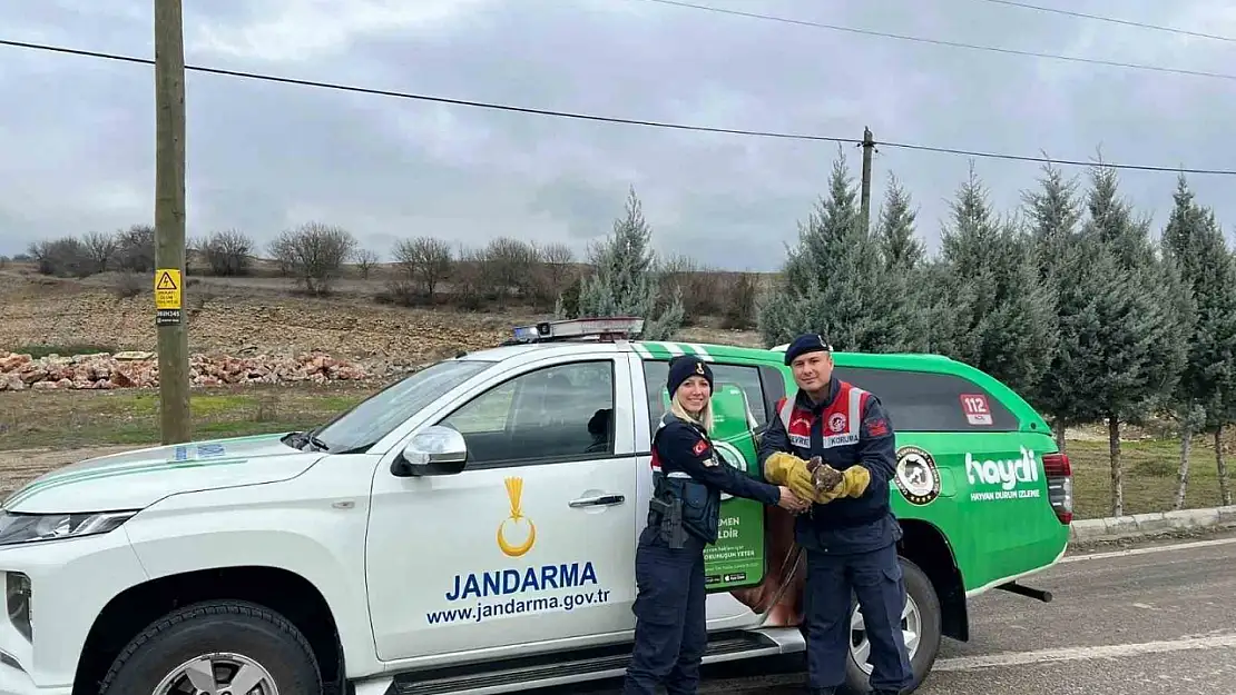 Jandarmanın yaralı bulduğu 2 kızıl şahin tedavi edildi