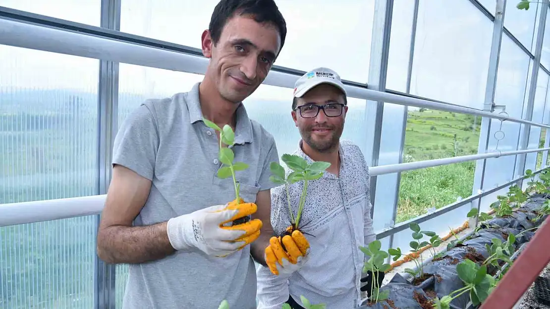 Jeotermal serada 10 bin kök çilek yetişecek