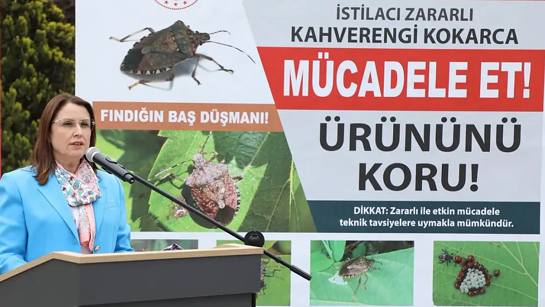 Kahverengi Kokarcayla mücadele sürüyor
