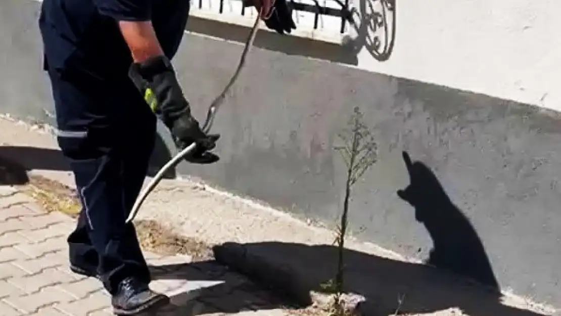 Karabük'te doğalgaz kutusuna giren yılan yakalandı