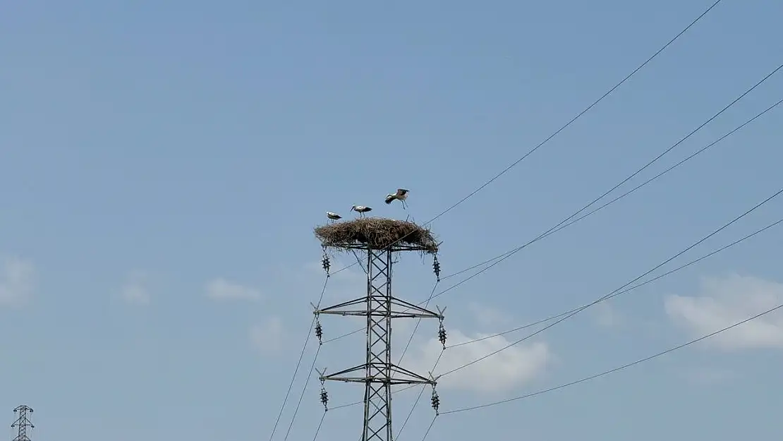 Karabük'te leylek sürüsü ve yuvaları dronla görüntülendi