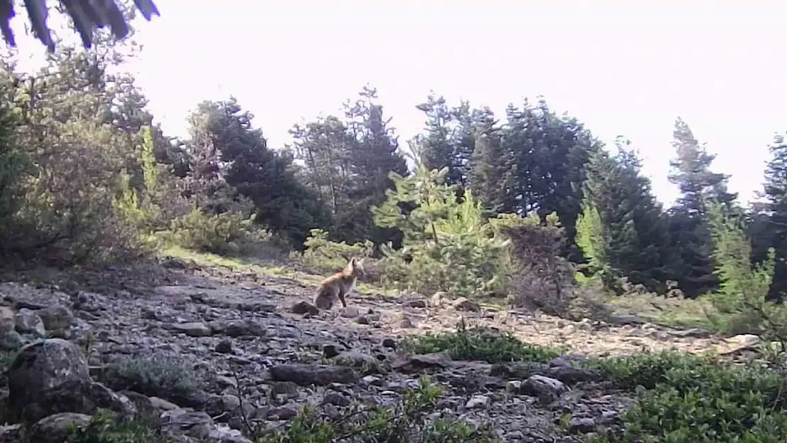 Karabük'te yaban hayvanlar fotokapana yakalandı