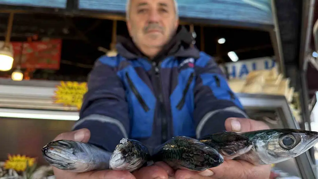 Karadeniz'de palamut sezonu yeniden açıldı