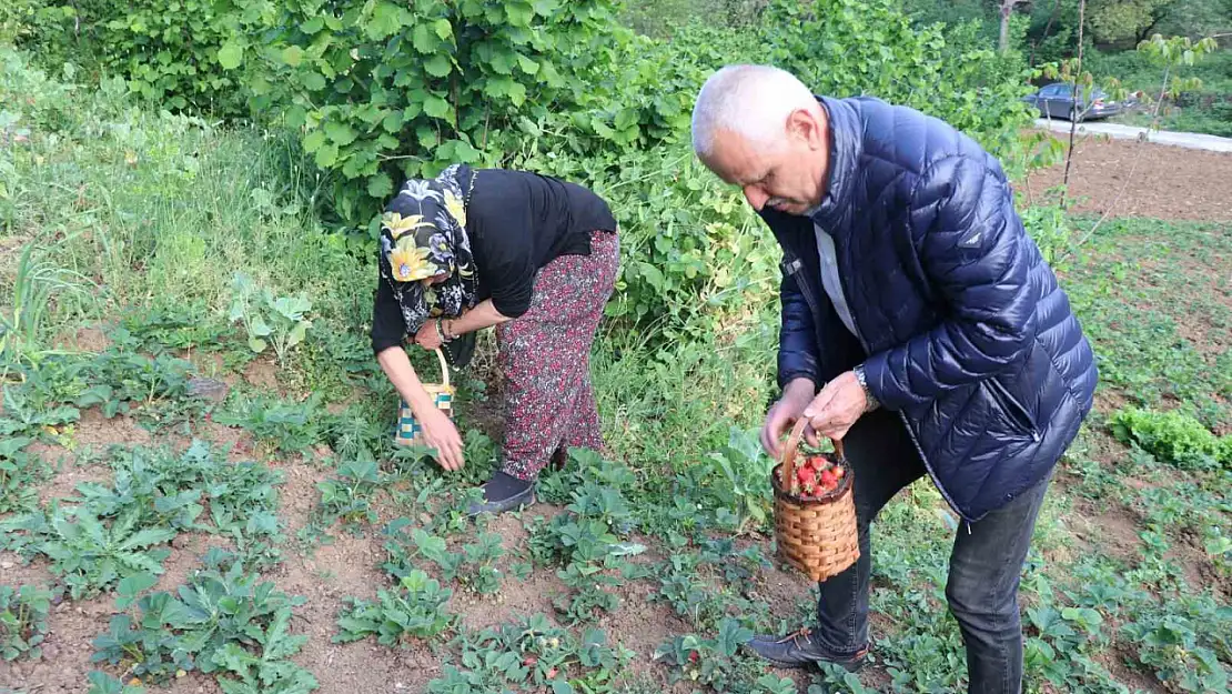 Karadeniz Ereğli'de ilk çilek hasadı yapıldı