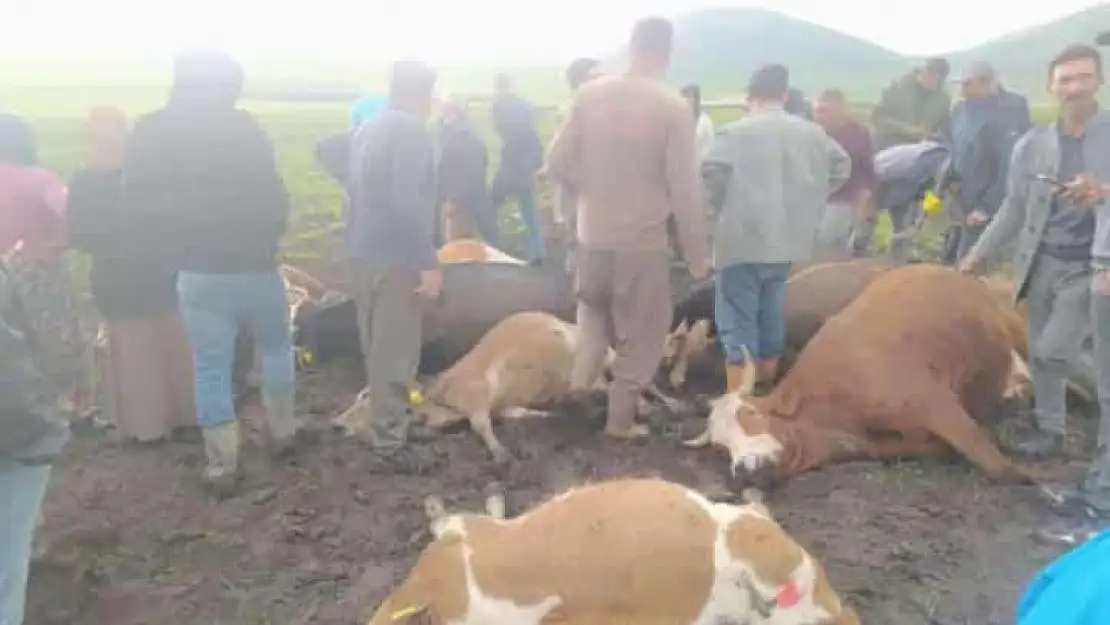 Kars'ta sürünün üzerine yıldırım düştü: 2 çoban yaralandı, 10 hayvan telef oldu