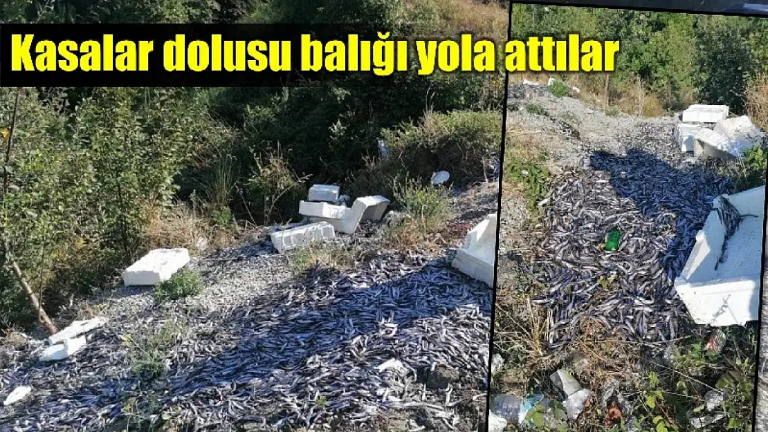 Kasalarca balığı yola attılar